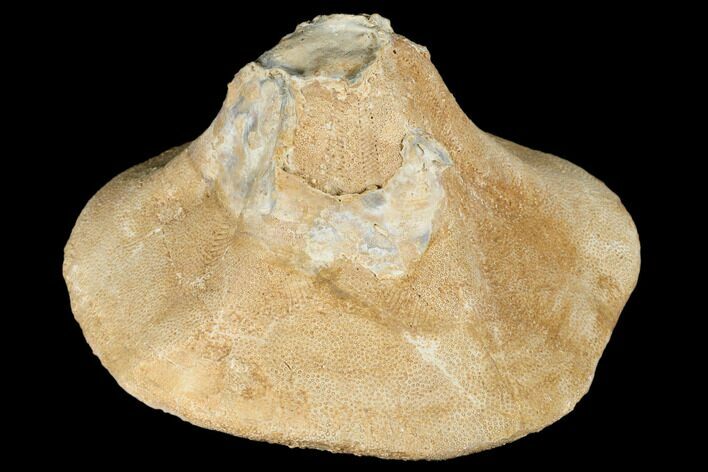 Bargain, Miocene Fossil Echinoid (Clypeaster) - Taza, Morocco #174367
